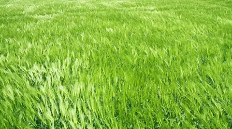 Green Wheat Field Waves Moved by Summer Wind Nature Crane Shot Background HD Stock Footage 23136399
