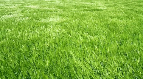 Green Wheat Field Waves Moved by Summer Wind Nature Background HD Stock Footage 23136574
