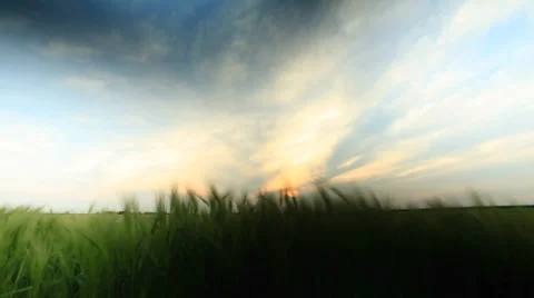 Green Wheat Field Waves Moved by Spring Wind Video stock 37744105