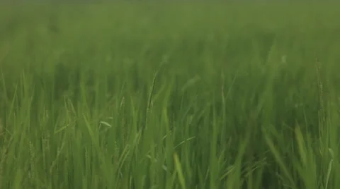 Green Wheat Field Waves Moved By Summer Wind Vidéo 41128234