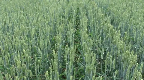 Green Wheat Field Waves Moved by Summer Wind Stock Footage 47194874