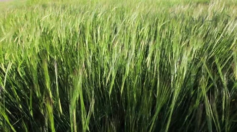 Green Wheat Field Waves Moved by Summer Wind Stock Footage 50822150