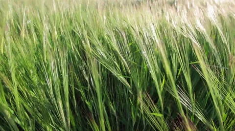 Green Wheat Field Waves Moved by Summer Wind Stock Footage 50826984