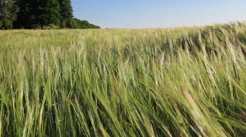 Green Wheat Field Waves Moved by Summer Wind Stock Footage 50827045