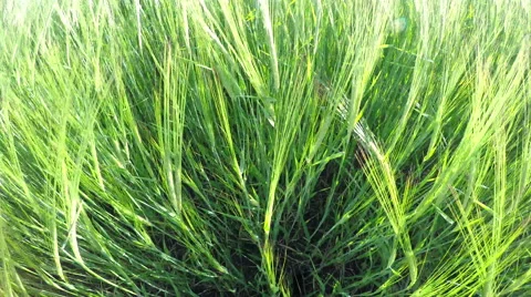 Green Wheat Field Waves Moved by Summer Wind Video stock 50883027