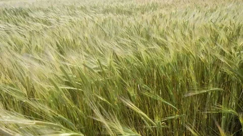Green Wheat Field Waves Moved by Summer Wind Video stock 64405070