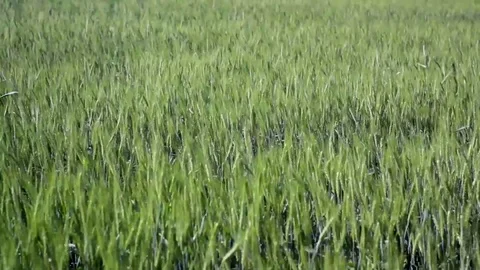 Green Wheat Field Waves Moved by Summer Wind Nature Green Background Full HD Stock Footage 91834783