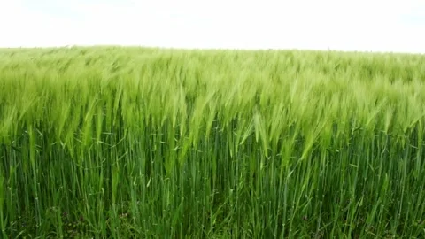 Green wheat field waves moved by wind Stock Footage 248744922