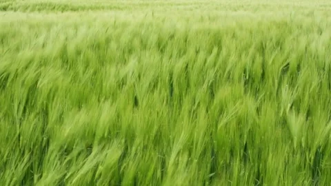 Green wheat field waves moved by wind Stock Footage 248745080