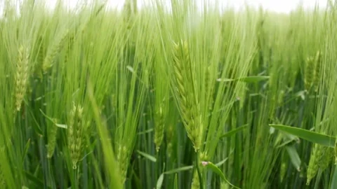 Green wheat field waves moved by wind Stock Footage 248745132