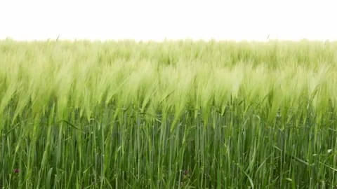 Green wheat field waves moved by wind Stock Footage 248745205