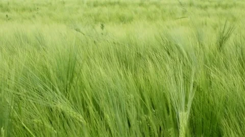 Green wheat field waves moved by wind Stock Footage 248745212