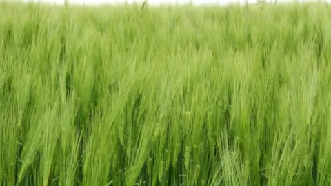 Green wheat field waves moved by wind Video stock 248745236