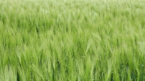 Green wheat field waves moved by wind Stock Footage 248745281