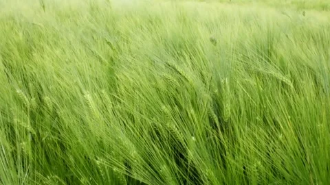 Green wheat field waves moved by wind Stock Footage 248745468