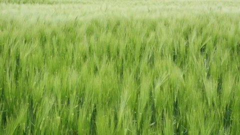 Green wheat field waves moved by wind Stock Footage 248746476