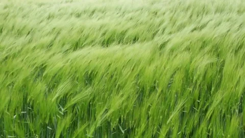 Green wheat field waves moved by wind Stock Footage 248748087