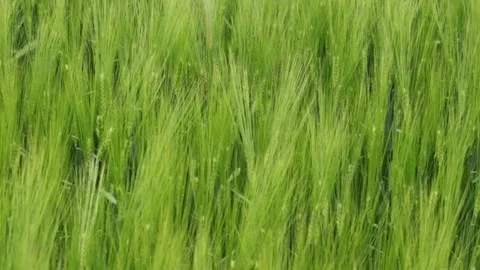 Green wheat field waves moved by wind Stock Footage 248748673