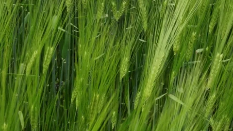 Green wheat field waves moved by wind Stock Footage 248748748