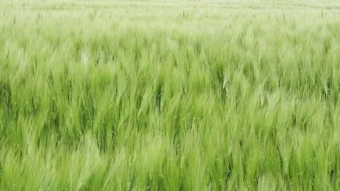 Green wheat field waves moved by wind Stock Footage 248751396