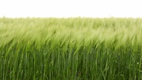 Green wheat field waves moved by wind Stock Footage 248751521