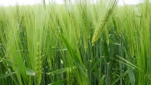 Green wheat field waves moved by wind Stock Footage 248751524