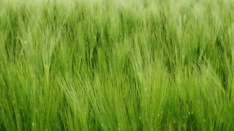 Green wheat field waves moved by wind Stock Footage 248751526