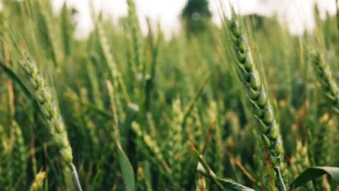 Green Wheat Field waving on wind 스톡 동영상 76509132
