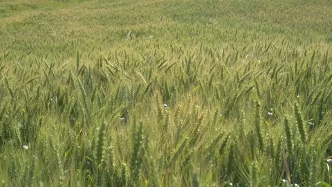 Green wheat on a field waving in the wind. Handheld shot Stock Footage 76988642