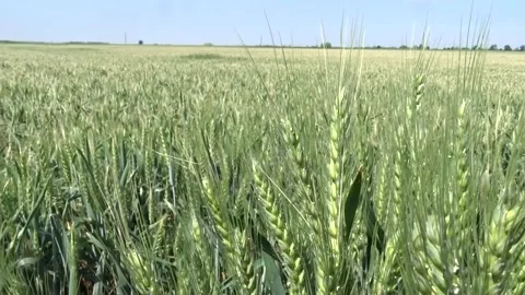 Green wheat field waving in wind Stock Footage 335469661