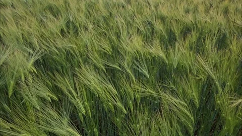 Green Wheat Field Waving in the Wind Stock Footage 336218564