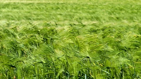 Green wheat field weaving in the wind Stock Footage 209142306