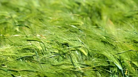 Green wheat field weaving in the wind Stock Footage 225074824