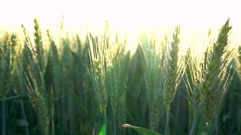 Green wheat field. Wheat ears moving in wind breeze. Stock-Footage 150628611