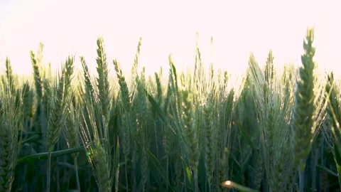 Green wheat field. Wheat ears moving in wind breeze. Stock Footage 150628637