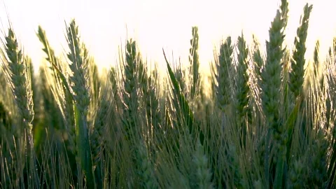 Green wheat field. Wheat ears moving in wind breeze. Video stock 150628680