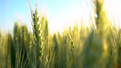 Green wheat field. Wheat ears moving in wind breeze. Stock Footage 150628708