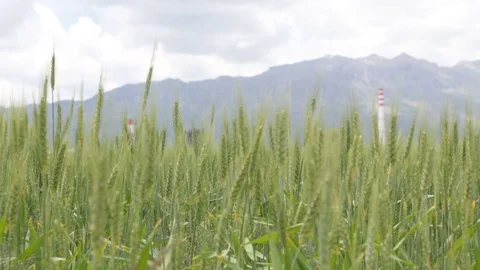 Green wheat field with wheat Stock Footage 74765475