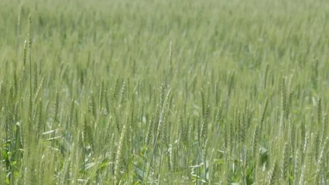 Green wheat field with wheat Stock Footage 74765498