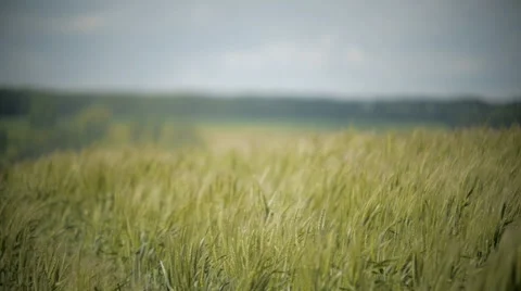 Green wheat field in the wind background Stock-Footage 67649092