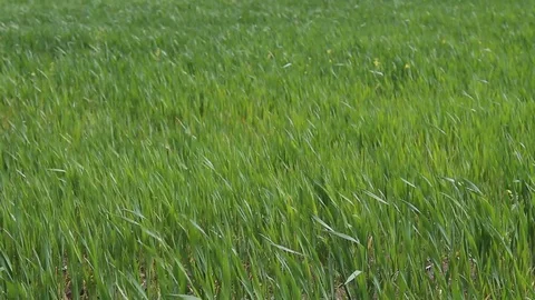 Green wheat field wind blows HD 1080 Stock Footage 108099691
