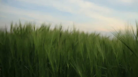 Green wheat field on wind with blue sky Stock Footage 37742480