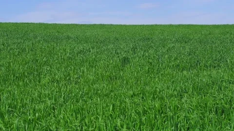Green wheat field on wind with blue sky on a background in spring or summer. Stock-Footage 49719580
