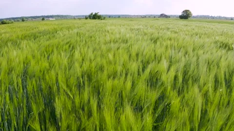 Green wheat field in the wind. Ears of wheat on the field blown by the wind. Stock-Footage 241820660