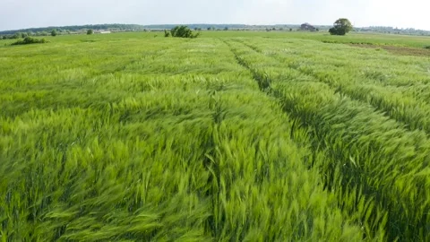 Green wheat field in the wind. Ears of wheat on the field blown by the wind. 库存影片 241820661