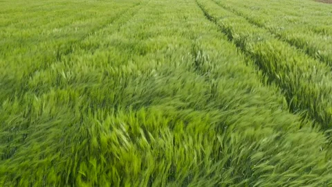 Green wheat field in the wind. Ears of wheat on the field blown by the wind. Stock-Footage 241820664