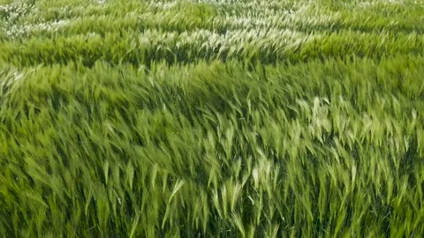 Green wheat field in the wind. Ears of wheat on the field blown by the wind. Video stock 241820667