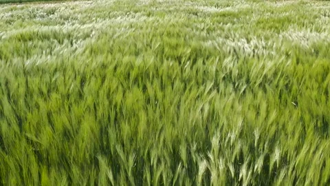 Green wheat field in the wind. Ears of wheat on the field blown by the wind. 스톡 동영상 241820678