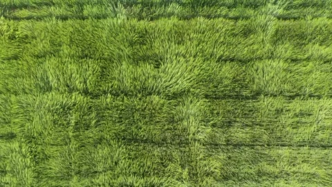 Green wheat field in the wind. Ears of wheat on the field blown by the wind. Video stock 241820685