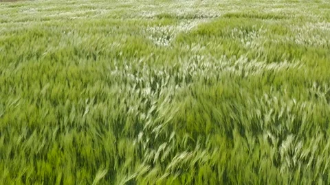 Green wheat field in the wind. Ears of wheat on the field blown by the wind. Stock-Footage 241820687